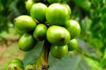 Plantation de café robusta - Mondolkiri