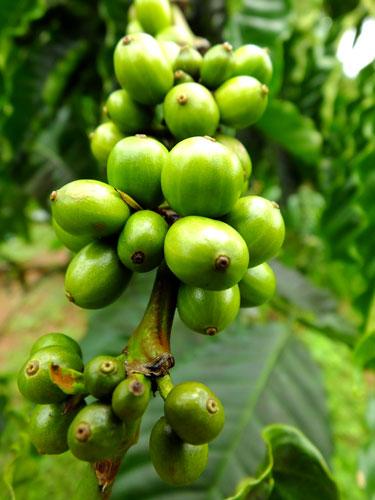 Plantation de café robusta - Mondolkiri