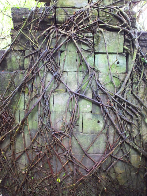 Mur d'enceinte recouvert par les racines - Beng Méléa