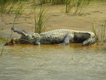 Crocodile - Chitwan - Népal © Doré. Elisa