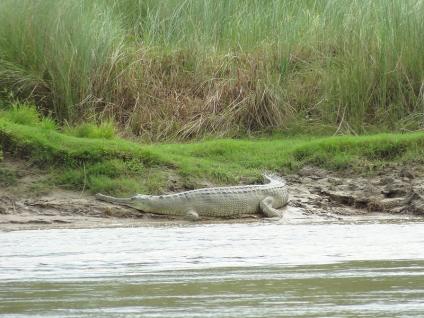 Crocodile - Chitwan - Népal © Doré. Elisa